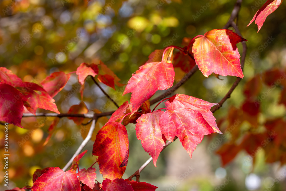 Wall mural macro abstract texture background of early autumn color leaves on a red maple tree on a sunny day, w