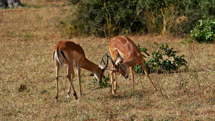 Two black-faced impala antelopes (aepyceros melampus) fighting with their antlers in Chobe National...