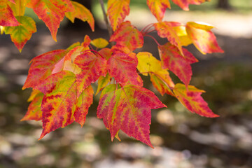 Macro abstract texture background of early autumn color leaves on a red maple tree on a sunny day, with copy space