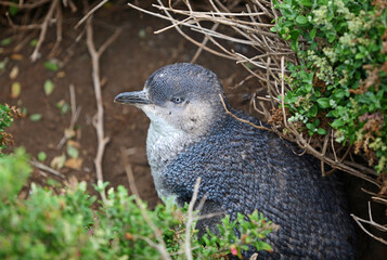 Little Blue Penguin - Phillip Island, Victoria, Australia