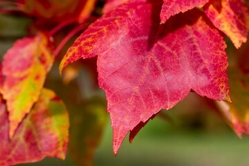 Macro abstract texture background of early autumn color leaves on a red maple tree on a sunny day, with copy space