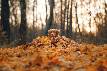 dog in yellow leaves in the park. Nova Scotia Duck Tolling Retriever for a walk in the autumn park