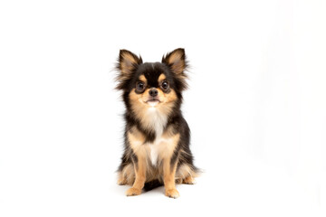 black and tan cream long coated chihuahua isolated over white background	