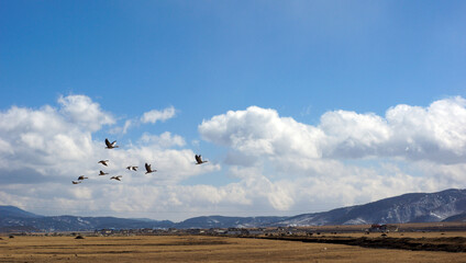 Fototapeta premium flying bird through the grassland in china