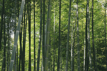 竹 竹林 自然 グリーン