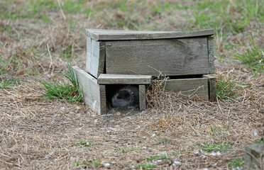 Little Blue Penguin in the nest box - Phillip Island, Victoria, Australia