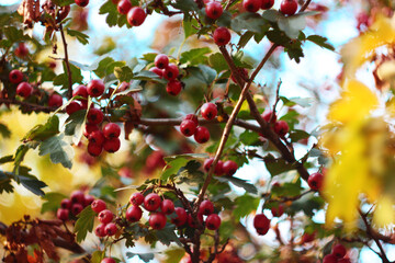 Autumn berries on the tree, red berries, hawthorn berries