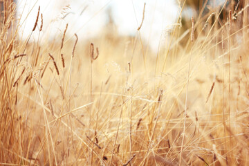 Fototapeta premium Autumn grass