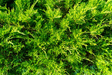 Yellow-green wall of evergreen thuja in the bright sun close-up as a beautiful background for postcards for Christmas and New Year