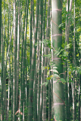 竹 竹林 自然 グリーン