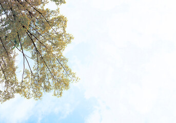 tree and sky