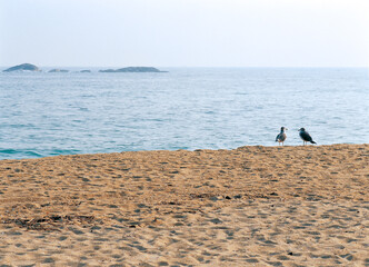 Fototapeta na wymiar beach and gulls