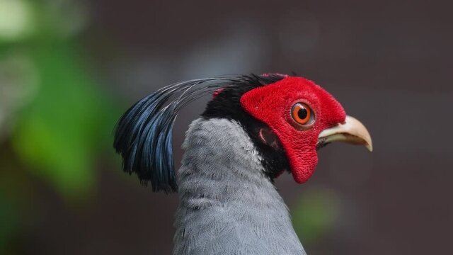 Siamese Fireback, Lophura diardi; portrait from the backside of this individual as it looks to the right shaking its lovely crest in the forest of Sakaerat Environmental Research Station in Thailand.