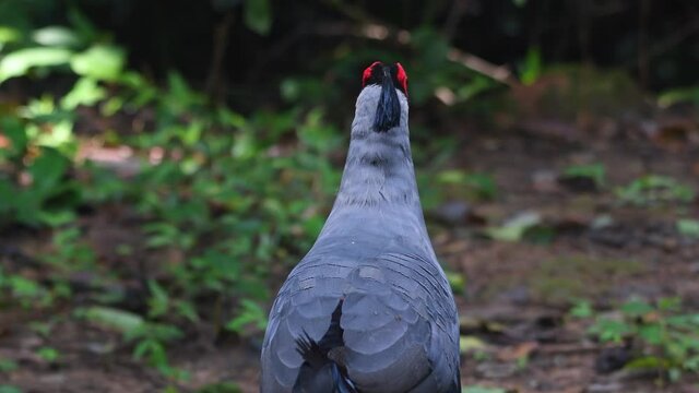 Diard's Fireback, Lophura diardi; a male individual seen from the body up to the head in the forest of Sakaerat Environmental Research Station in the early park of the morning.