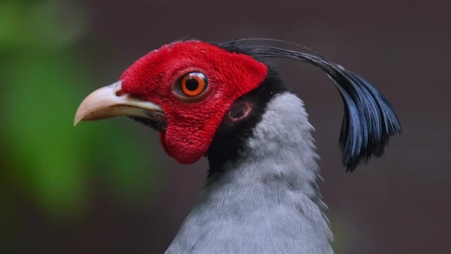 Diard's Fireback, Lophura diardi; this male Fireback twisting its neck to the left to see something then shakes its head and looks to the right.