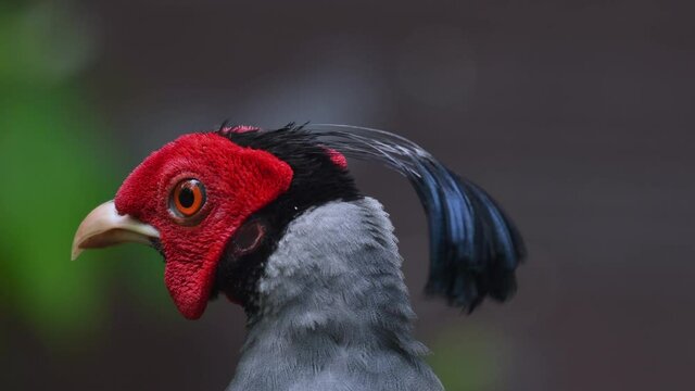 Siamese Fireback, Lophura diardi; a male individual captured in a portrait turning to the left curiously.