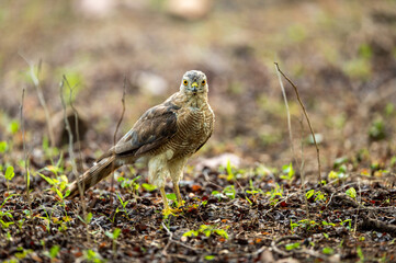 Shikra or Accipiter badius or little banded goshawk portrait with eye contact and ground perched in search of insects at ranthambore national park rajasthan india