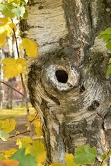 hollow on a brich tree in the park