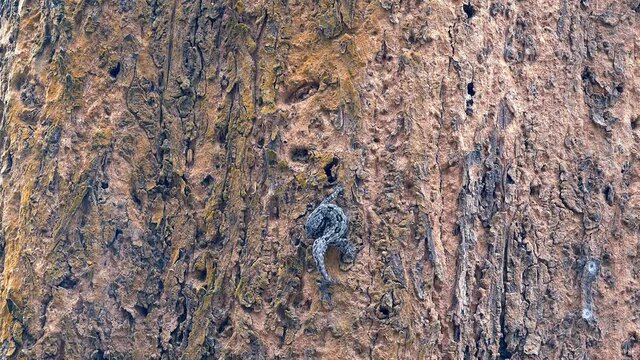 A Tree Gecco (Hemidactylus Platycephalus) scurries away. Also known as flathead leaf-toed gecko or Baobab gecko. Genus: Hemidactylus, Species: H.platycephalus, Binomial name: Hemidactylus platycephalu