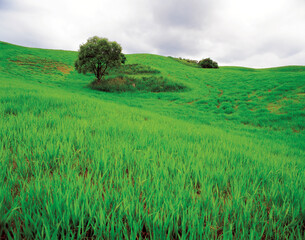 landscape of grassland