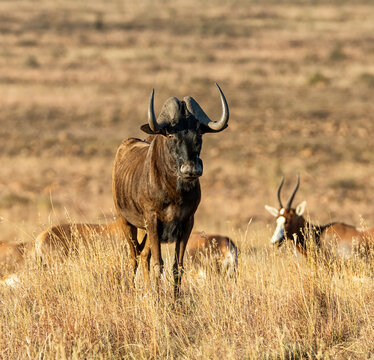 Black Wildebeest