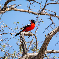 Crimson-breasted Shrike