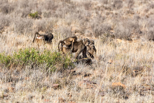 Chacma Baboons Foraging