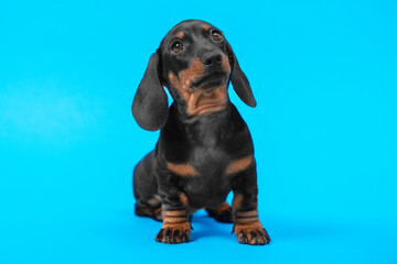 Expressive portrait of cute black and tan dachshund puppy with smart and attentive look on blue background, copy space for advertising text, front view