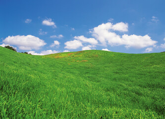 billowing clouds and grassland