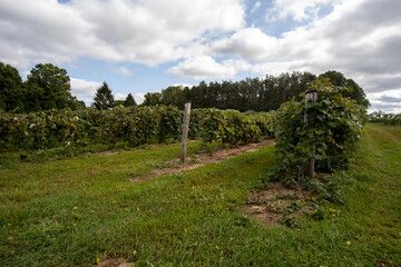 Concord and Niagara grape yard farm in Fall