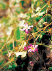 wild flowers in nature