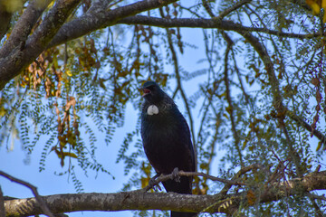 crow on a tree
