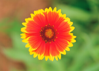 flower, red gerbera