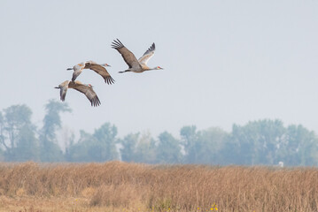 Sandhill Cranes in Flight