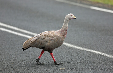 Cape Barren Goose on the road - Phillip Island, Victoria, Australia