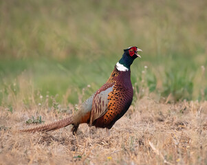 Ring-necked Pheasant