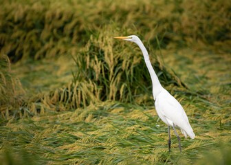 Great Egret in Rice Field