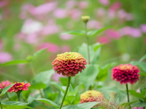 百日草 ジニア Images Browse 851 Stock Photos Vectors And Video Adobe Stock