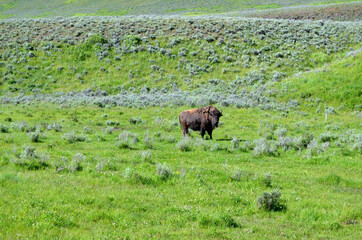 Wyoming - Lamar Valley Bison in Yellwostone