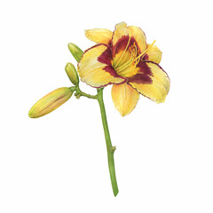 Branch of beautiful yellow and orange lilly flower with buds (also called Lemon Lily, Yellow Daylily, lilium, liliaceae). Watercolor hand drawn painting illustration isolated on white background.