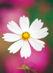 flower, white cosmos