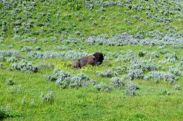 Wyoming - Lamar Valley Bison in Yellwostone