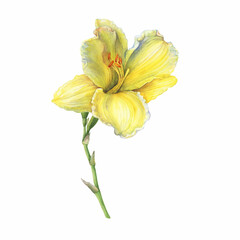 Branch of beautiful yellow lilly flower (also called Lemon Lily, Yellow Daylily, lilium, liliaceae). Watercolor hand drawn painting illustration isolated on white background.