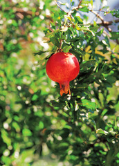 pomegranate hung on the boughs