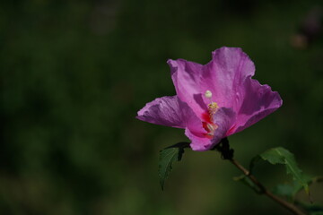 Light Pink Flowers of Rose of Sharon in Full Bloom
