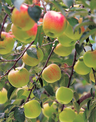 apples hung on the boughs