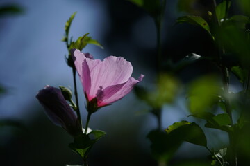 Obraz premium Light Pink Flowers of Rose of Sharon in Full Bloom 