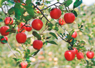 apples hung on the boughs