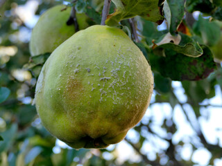 quince, ripe fruit on a tree