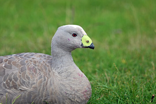 Cape Barren Goose - Phillip Island, Victoria, Australia